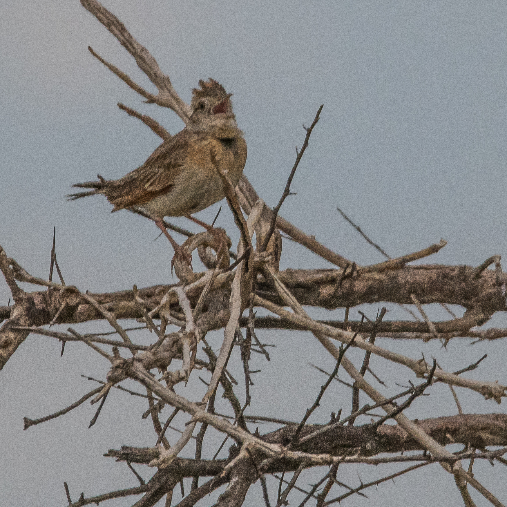 Alouette à nuque rousse (Red-naped lark, Mirafra africana), mâle chantant depuis son perchoir , Shinde, Delta de l'Okavango, Botswana.